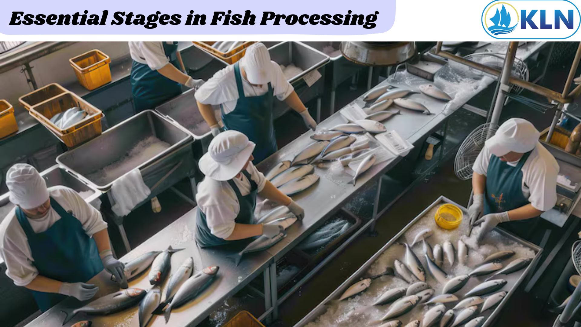 Essential Stages in Fish Processing