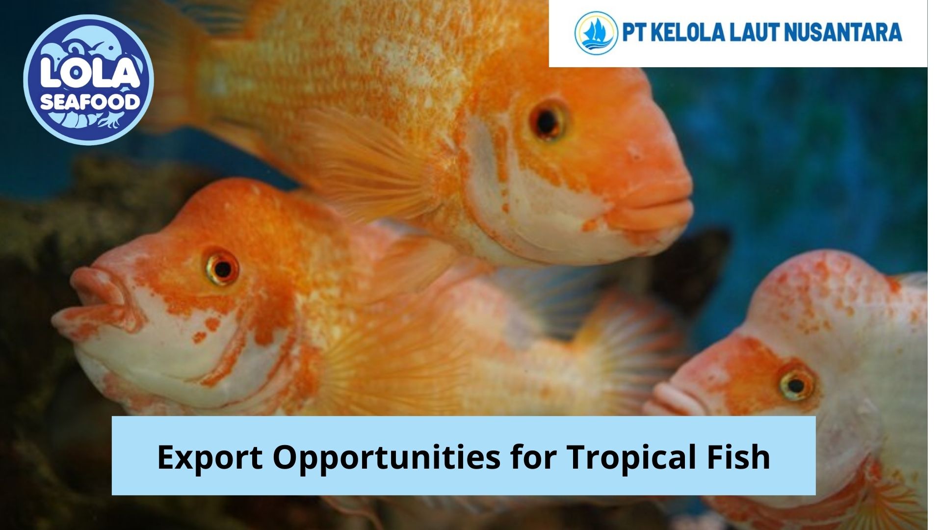 Export Opportunities for Tropical Fish