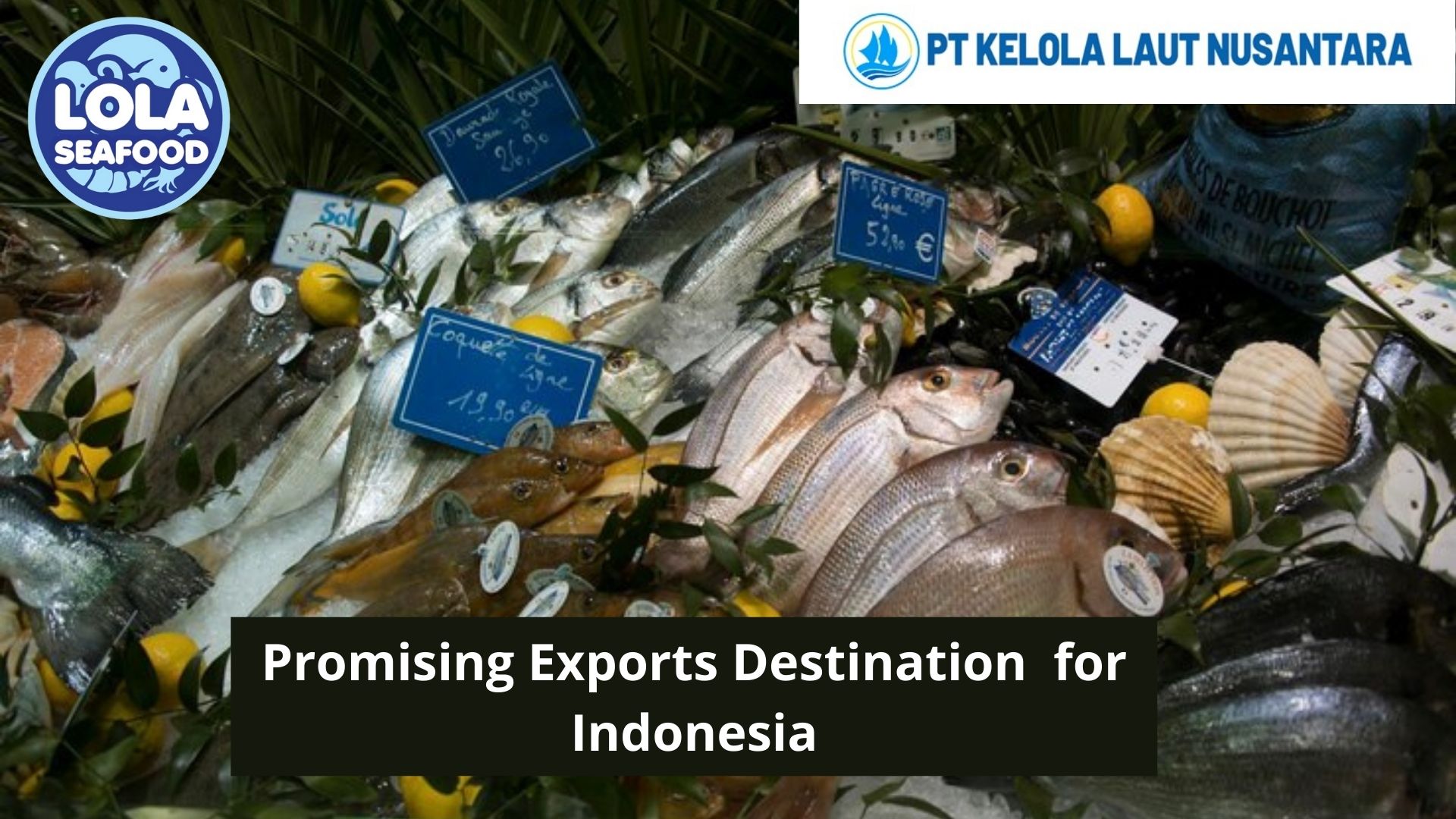 Promising Export Destinations for Indonesia’s Fisheries Industry